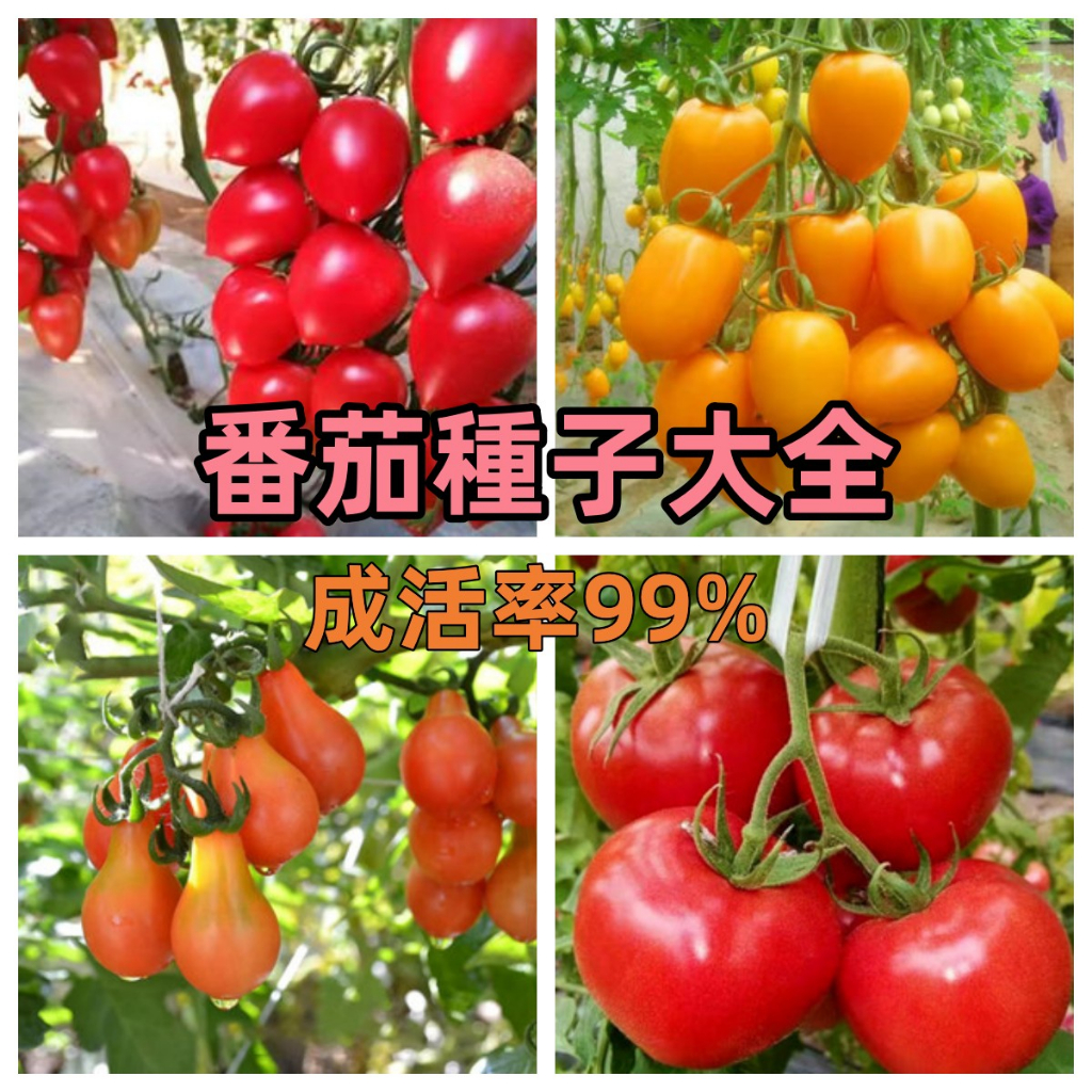 【番茄大全】四季番茄種子盆栽千禧小番茄 蔬菜種子大全 庭院陽台種植