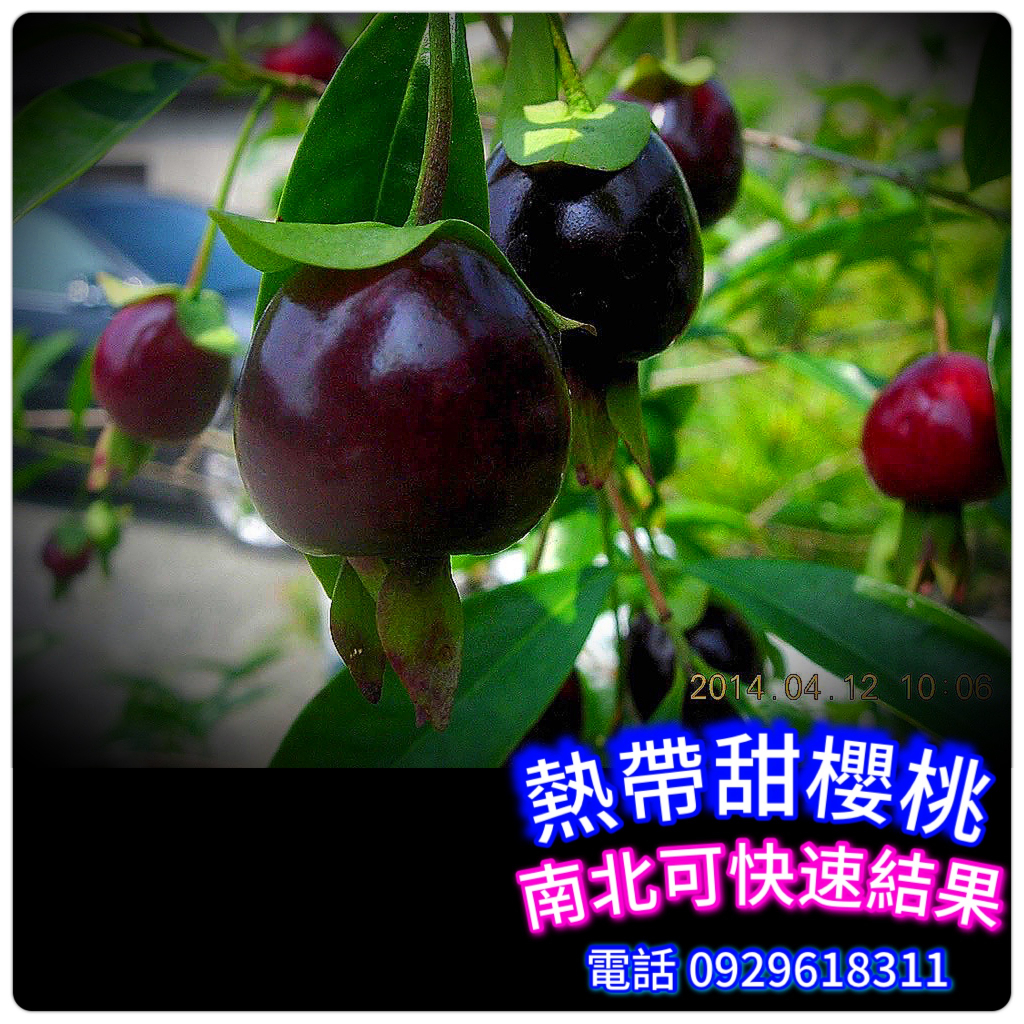 熱帶甜櫻桃Brazil cherry【矮種】標準苗，約一年半就會生 水果苗