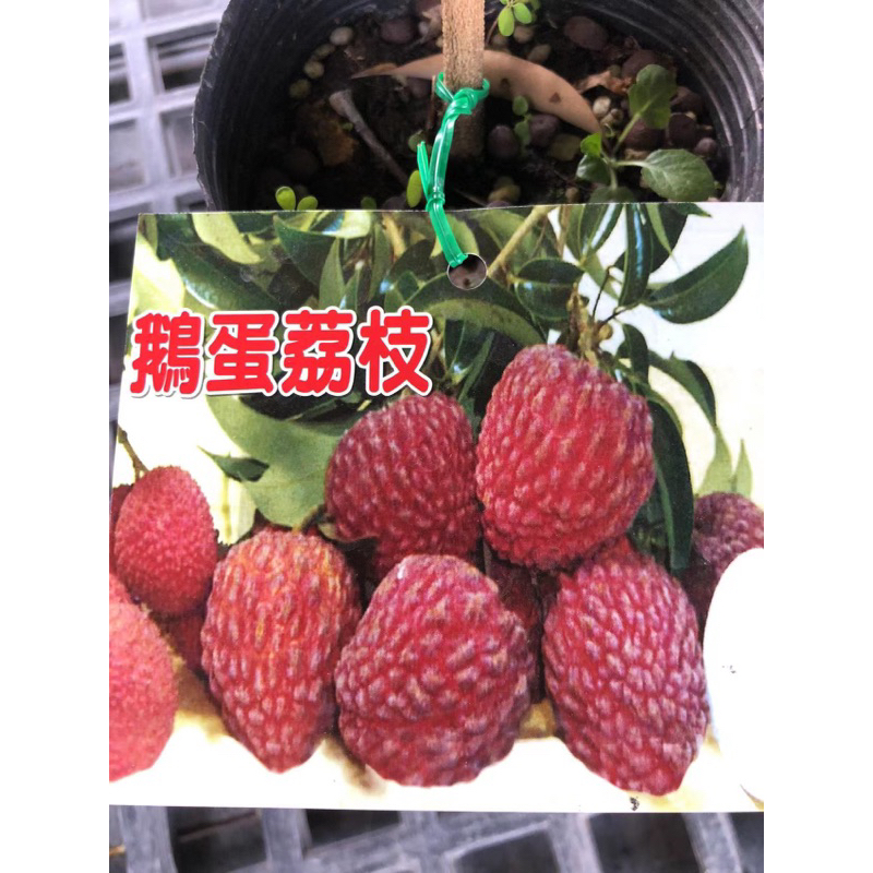 鵝蛋荔枝⋯/4寸袋～扦插植株