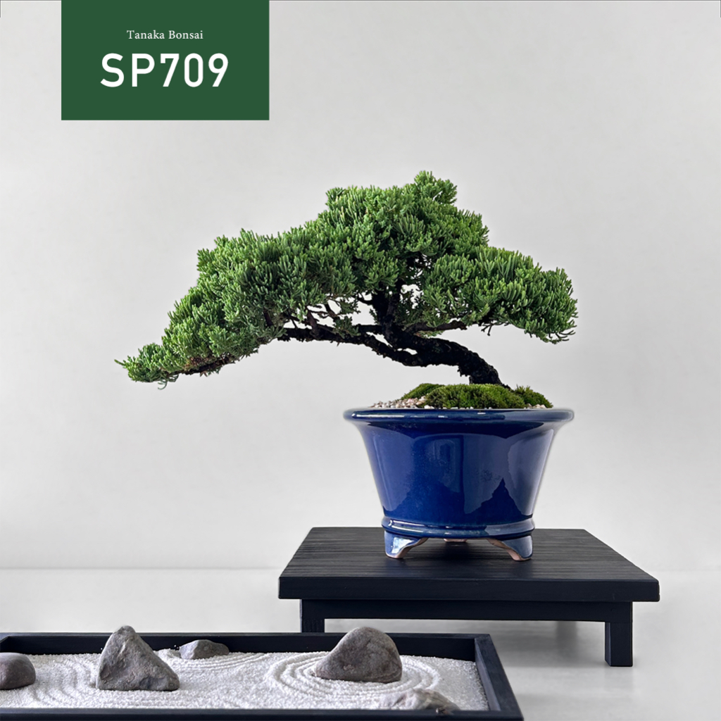 【Tanaka Bonsai】SP709 珍珠柏盆景(木製展示架與枯山水套件需另購）｜松柏盆栽