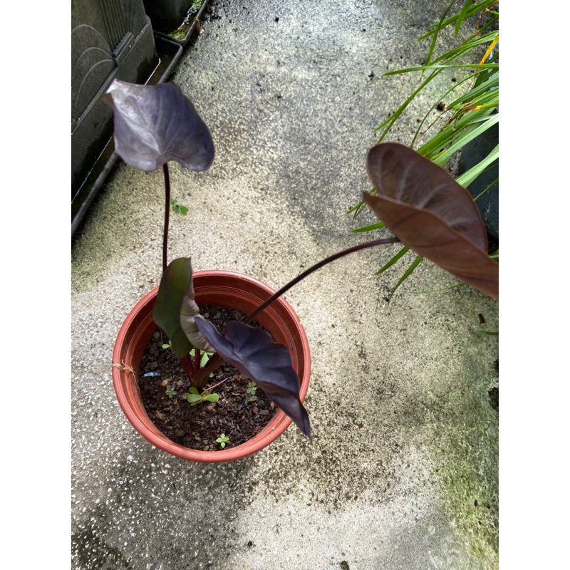 黑珊瑚水芋熱帶雨林植物