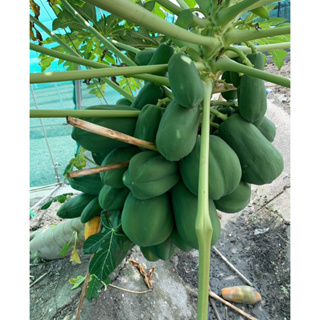 雲林兼職小農 網室栽種-》有機 無農藥噴灑青木瓜🌴 Green Papaya、Pepaya Hijau(1斤