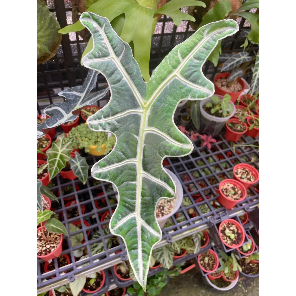 Mien米恩/諾比觀音蓮 Alocasia sanderiana 'Nobilis' (3吋)/雨林/觀葉/網紅/IG/