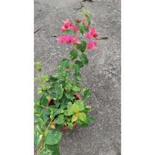 特殊品種 7吋大盆<虎斑橙/橙桔橙粉橙冰/濱心透水>唯美仙系 九重葛/三角梅一盆一枝樹枝苗含盆 植栽盆栽花盆好心情