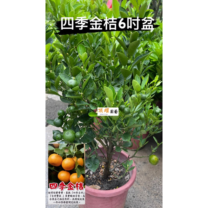 頂耀園藝 四季金桔6/7吋盆
