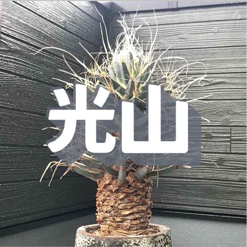 光山 3吋苗 多肉植物/仙人掌/塊根/塊莖/龍舌蘭/潮流植物/avage/caudex