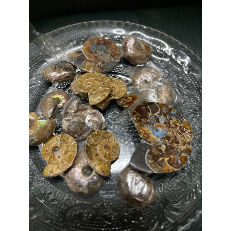 菊貝石/鸚鵡螺化石/2-4cm/100g隨機出貨