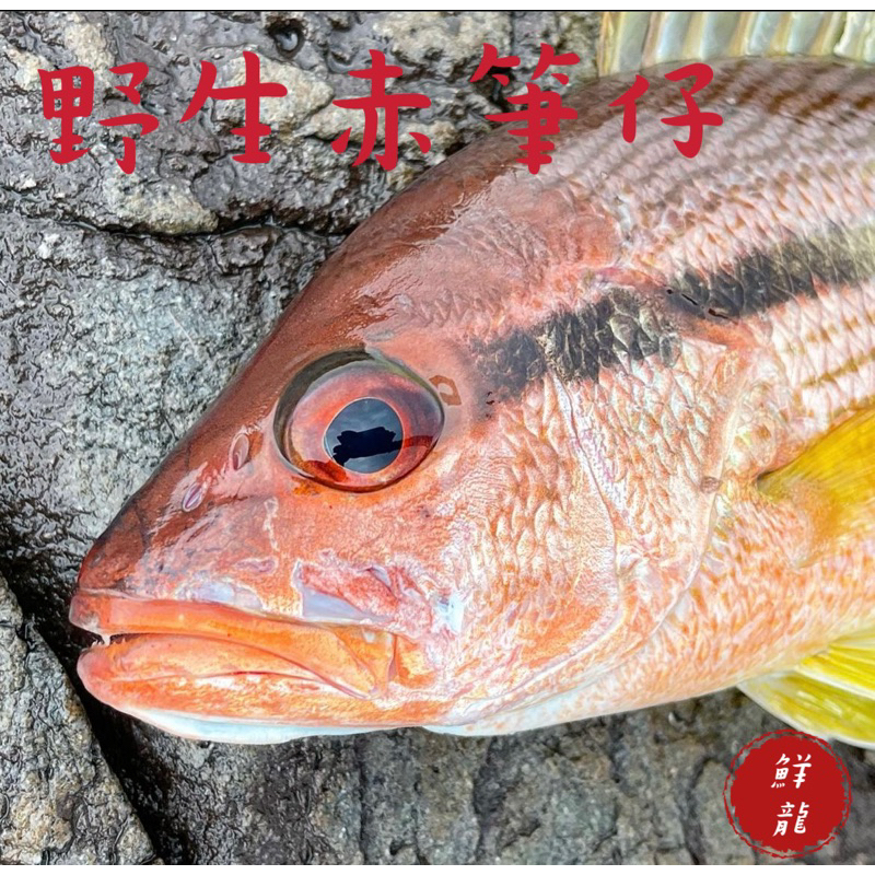 🐉鮮龍水產🐉野生赤筆仔/赤筆仔/赤筆