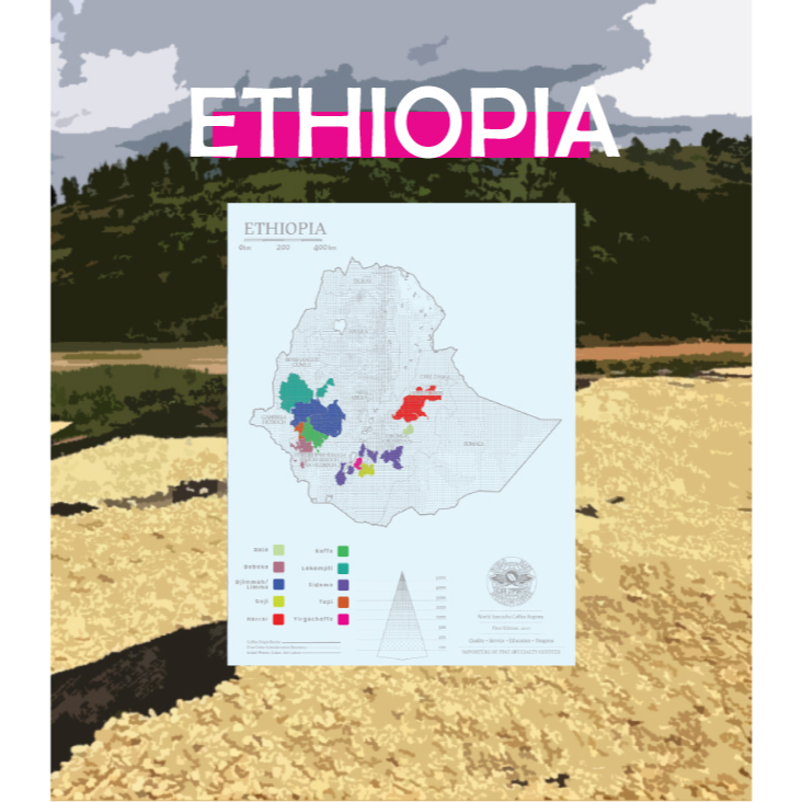 莉普森【咖啡生豆】2023新產季■衣索比亞 蓋德奧 沃卡 雪雪莉 二氧化碳浸製法 G1