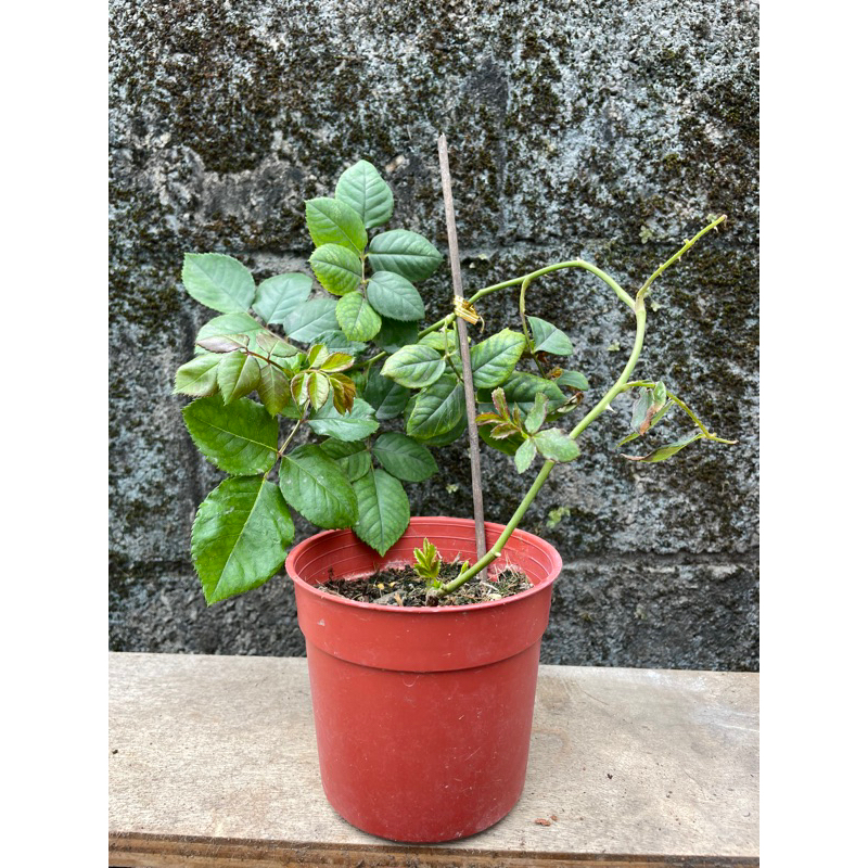 蔓性龐帕度夫人玫瑰花4吋盆，強香品種。販售植株圖1