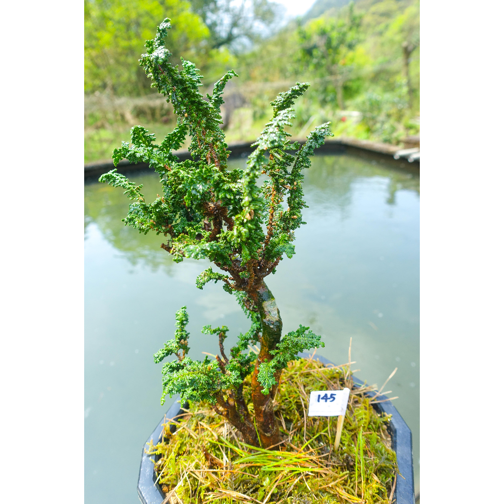 #145六角盆 4年以上自培植健康翠綠療化心靈可愛日本石化檜