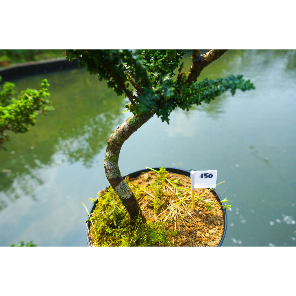#150中 4年以上自培植健康翠綠療化心靈可愛雙層枝葉日本石化檜