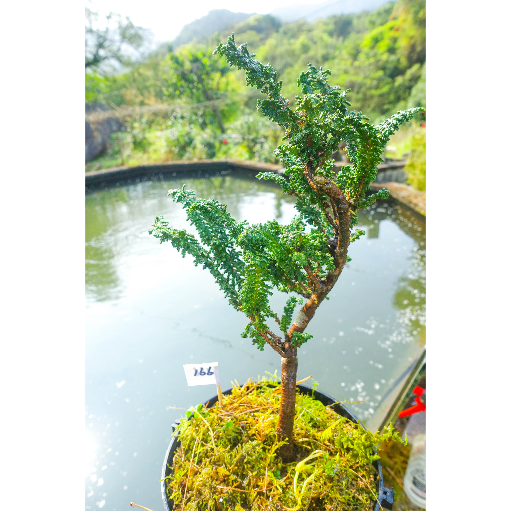 #166中 4年以上自培植健康翠綠療化心靈多層枝葉可愛日本石化檜