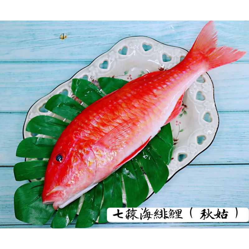 澎湖-秋姑魚（海鯡鯉）