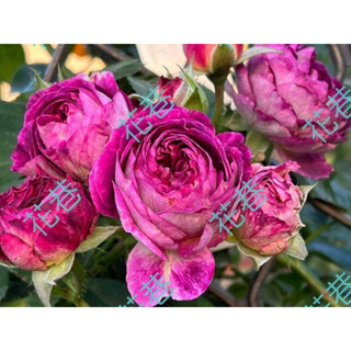 花巷-哈德斯菲爾德合唱團 樹玫瑰/樹玫瑰品種/嫁接樹玫瑰/開花植物/綠化植物/4吋