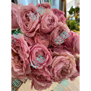 花巷-茱莉塔粉 樹玫瑰/樹玫瑰品種/嫁接樹玫瑰/開花植物/綠化植物/4吋
