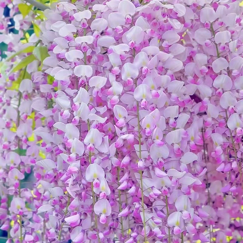 紫藤花種子爬藤花卉植物 室外庭院耐寒四季易活攀爬垂吊 紫藤花種子 稀有品種 日本多花紫藤種子