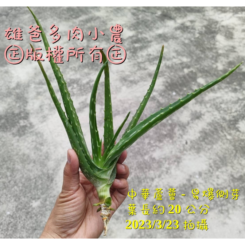 🐨雄爸多肉🐨 多肉植物 中華蘆薈 葉長約20公分