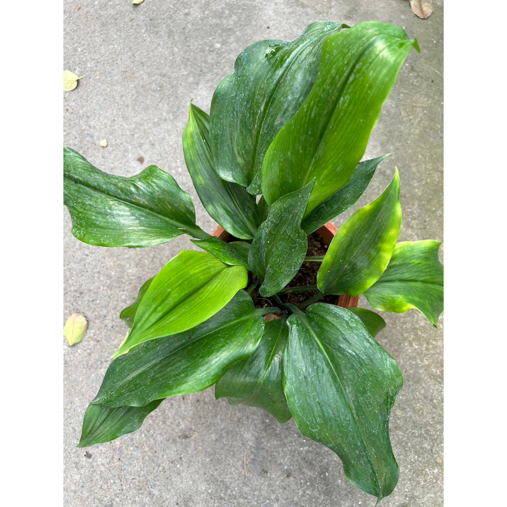 植系青屬-亞馬遜百合/觀葉植物/觀花植物/球根植物/五吋盆