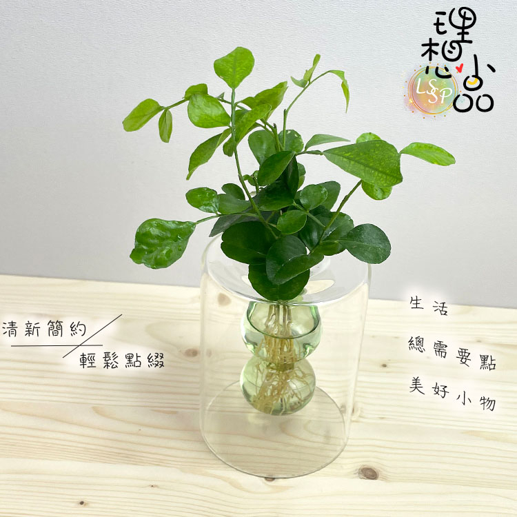 【理想小品】小蠻腰【現貨】水耕盆栽 無土種植 簡單種植 觀葉植物 室內植物 玻璃飾品 山蘇 文竹 常春藤 銅錢草 七里香