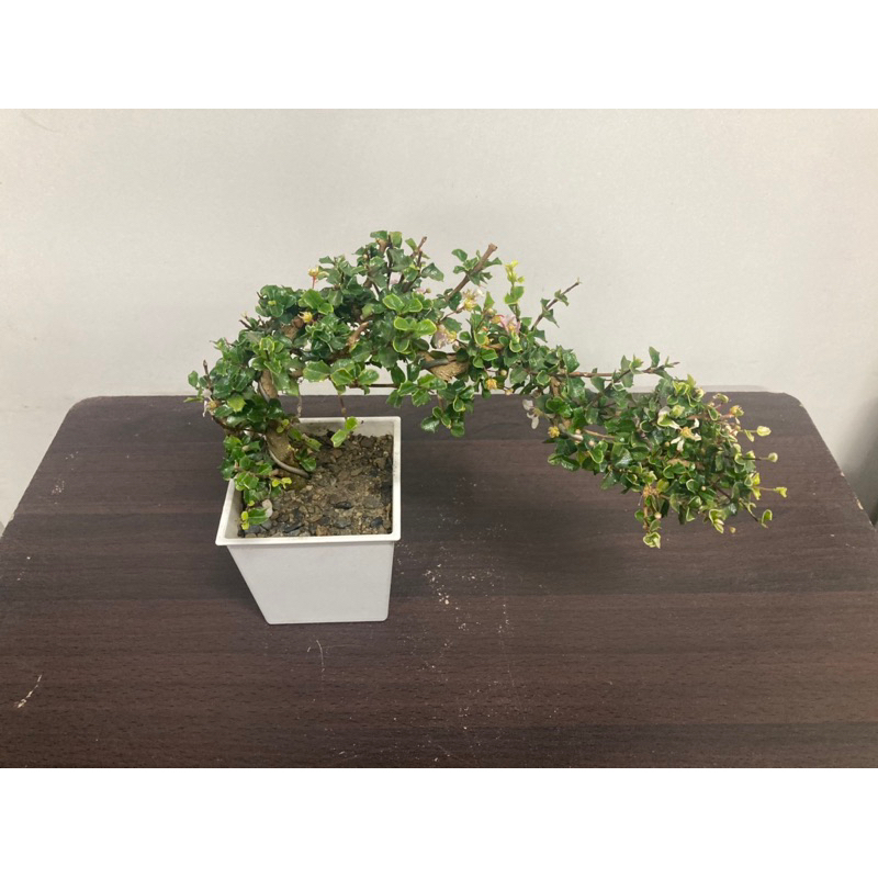 綠園-飄型鐵甲櫻桃-造型鐵甲櫻桃-4寸白方盆