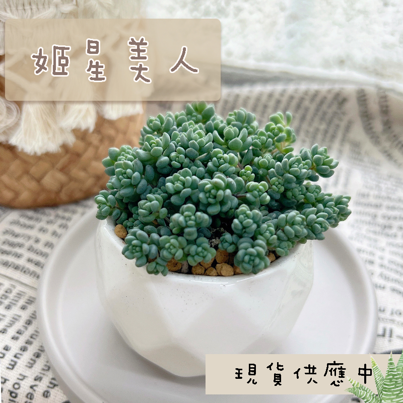 【姬星美人】 3吋盆  多肉植物/仙人掌/觀葉植物/石頭玉/空氣鳳梨