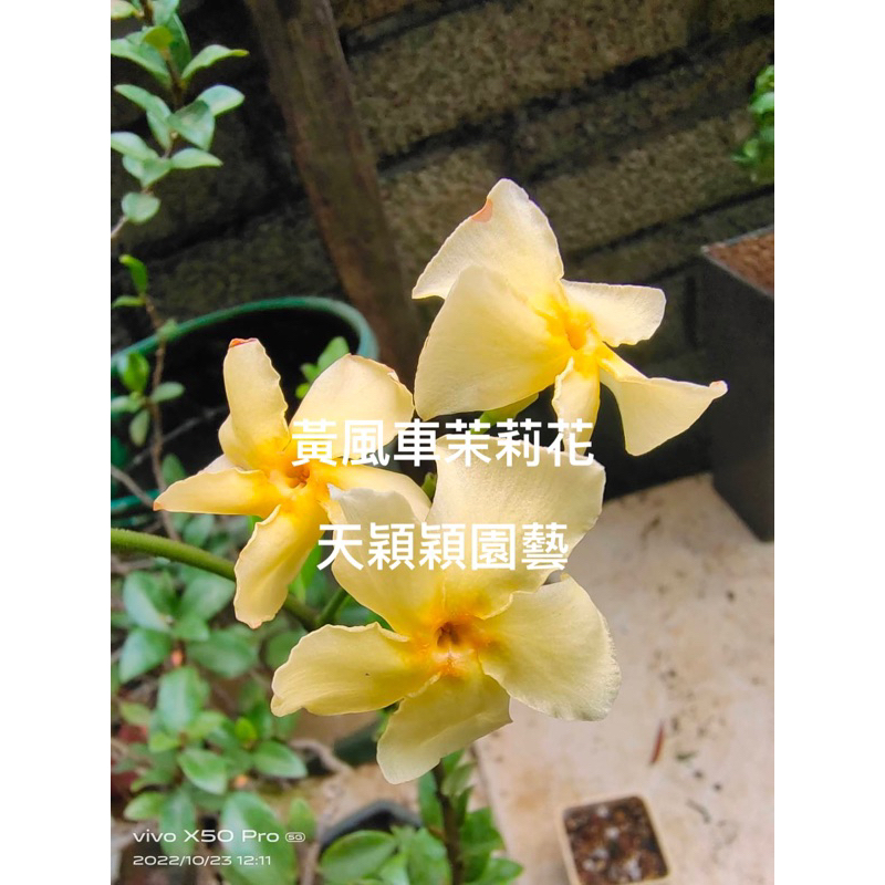 天穎穎園藝～黃風車茉莉花苗～～113/4/4更新實拍～