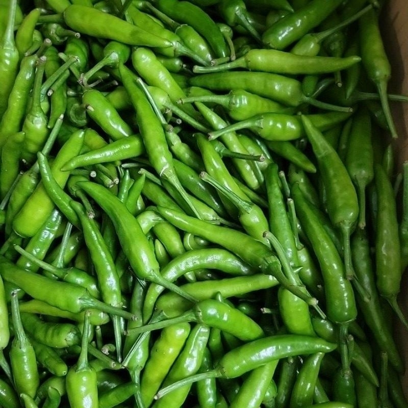 青辣椒green chili super verry hottt cabe hijau pedasss 600g