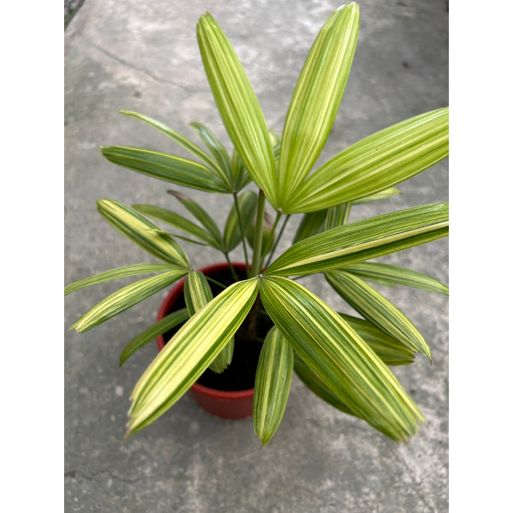 植系青屬-斑葉觀音棕竹/棕櫚/觀葉植物/室內植物/五吋盆
