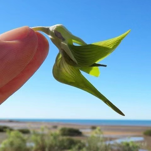 新品稀有 一年生澳大利亞青鳥花帝王鳥花種子 易種植