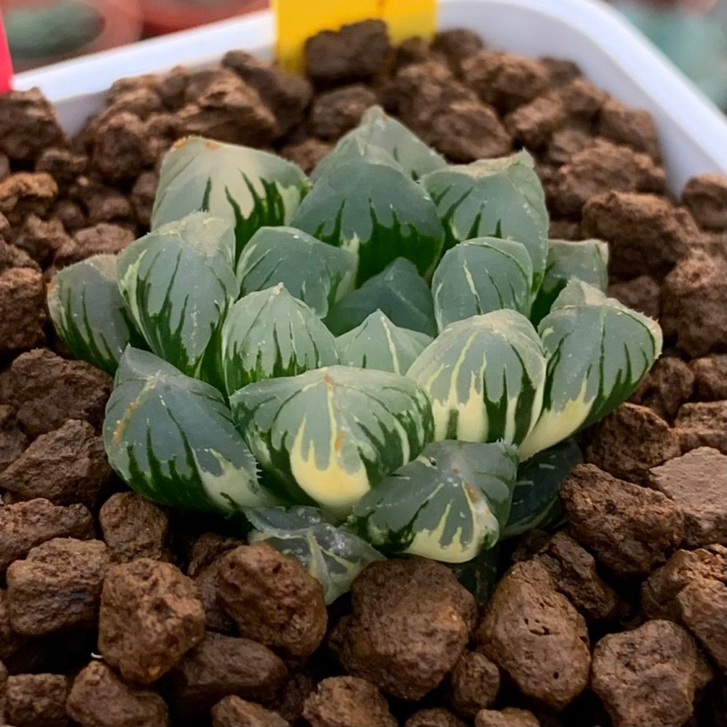 ［狂買園藝］多肉植物 廣瀨玉露錦 極上斑 Haworthia