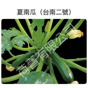 夏南瓜(臺南2號)種子(約30粒) 一代交配 櫛瓜 節瓜 筍瓜 嫩南瓜 美國南瓜