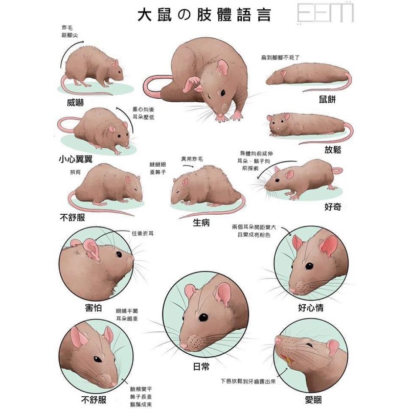 冷凍餌料鼠大白鼠乳鼠冷凍鼠白老鼠鼠條