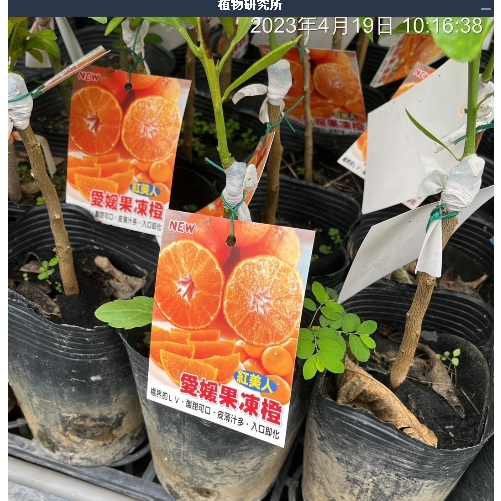 一禪種苗園-擁有多種柑橘屬的香氣&lt;愛媛果凍橙-紅美人&gt;水果苗-4吋盆/酸甜可口