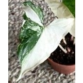 玫森 斑葉合果芋 蠟染合果芋  3吋盆 觀葉植物