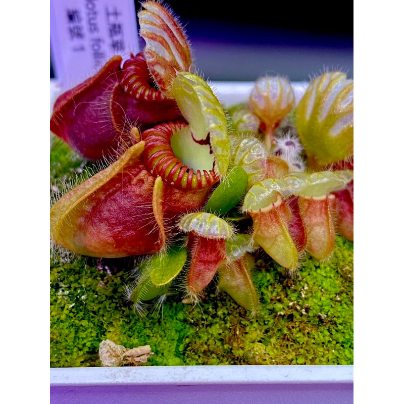 日本最大のブランド Cephalotus follicularis DudleyWatts 食虫植物