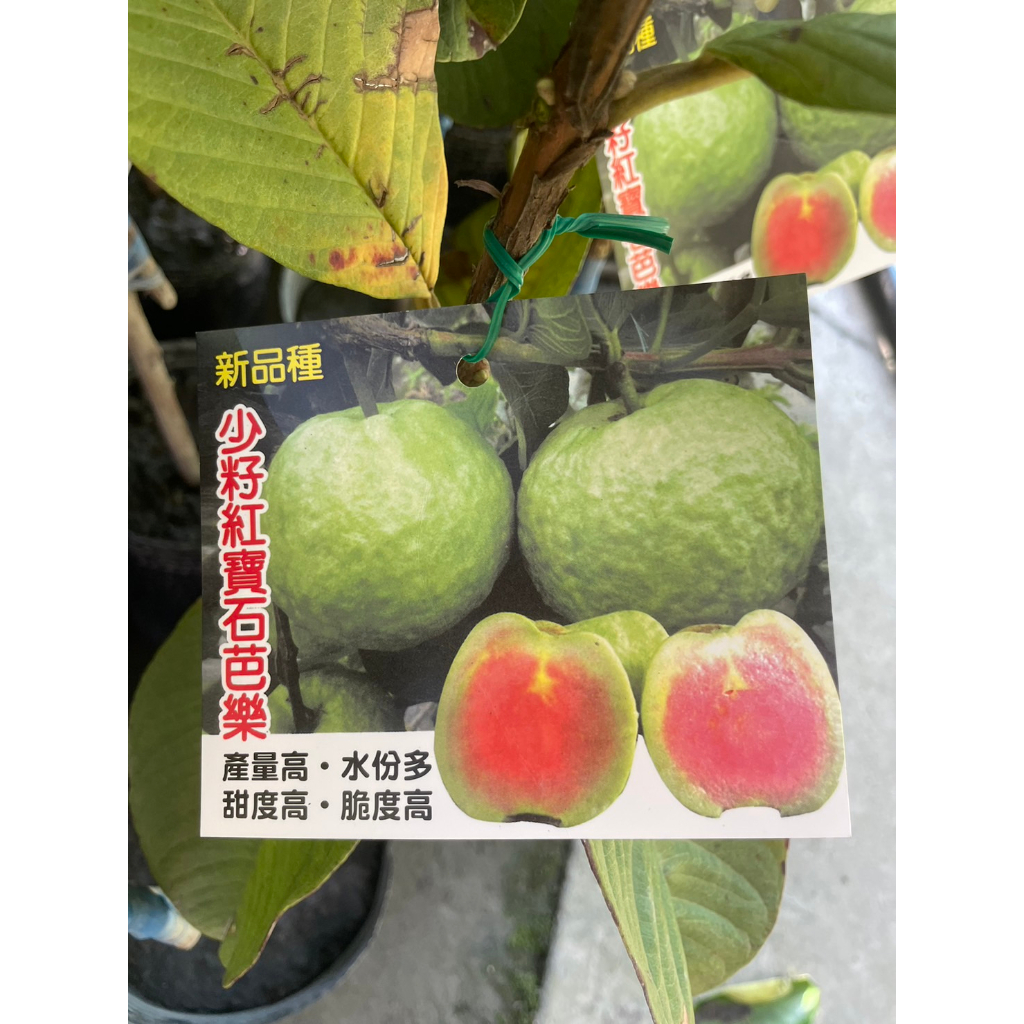 ★ 逗花枝玩 ☆  水果苗 少籽紅寶石拔(少籽紅寶石芭樂)  4吋