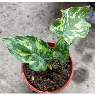 玫森迷彩彩葉芋3吋盆 觀葉植物 室內植物