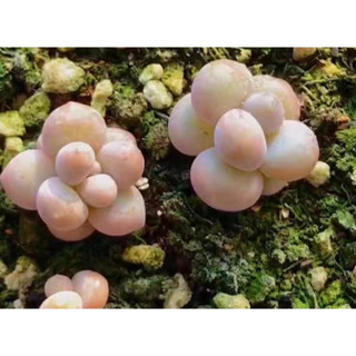 【肉嘟嘟種子】稀有桃蛋&橙雪球種子（10粒裝）多肉植物種子