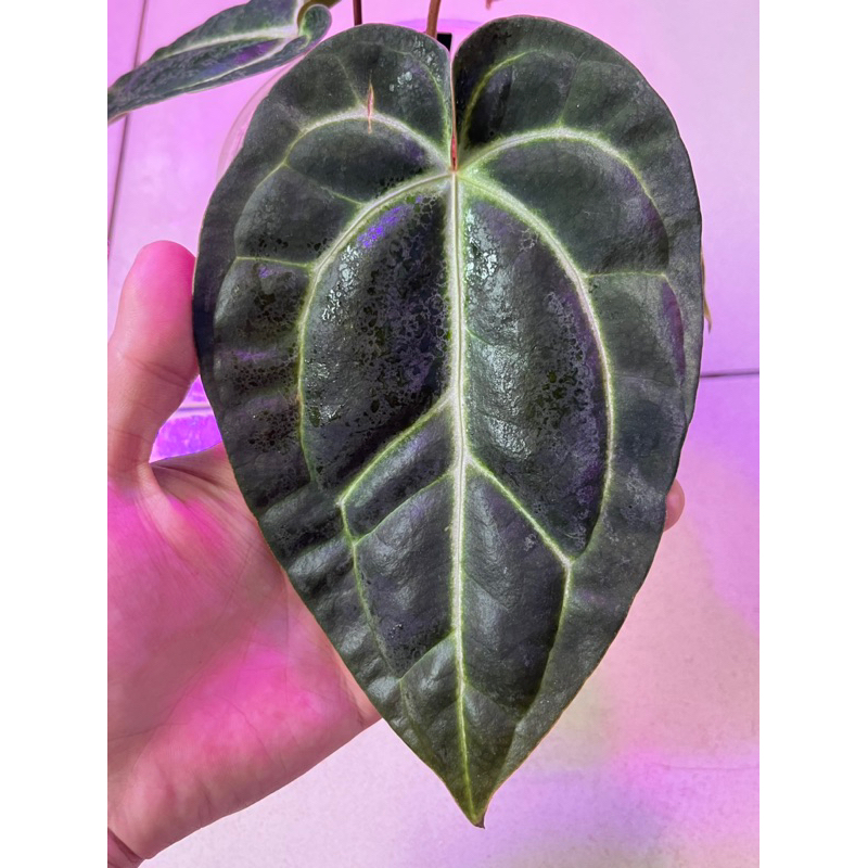 觀葉植物&amp;Anthurium besseae aff/貝斯火鶴/貝斯花燭