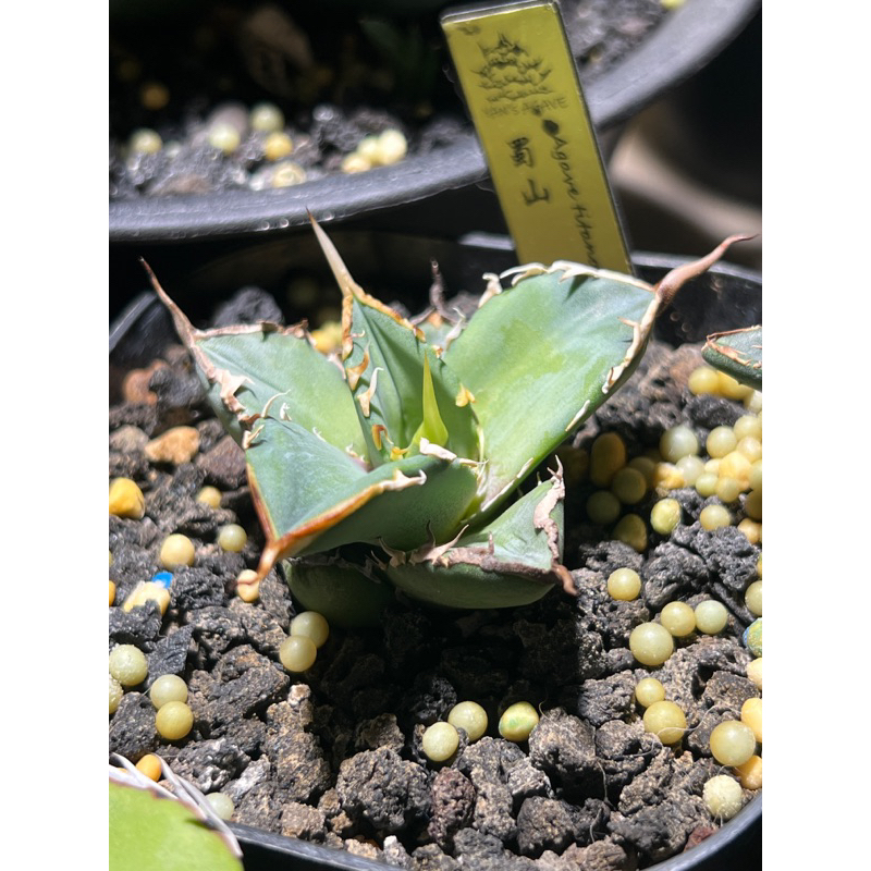 蜀山嚴龍 Agave titanata(非爆牙 凱撒 黑帝斯 白火焰 立可白 紅貓 犀牛 象足漆樹 象牙宮 塊根)