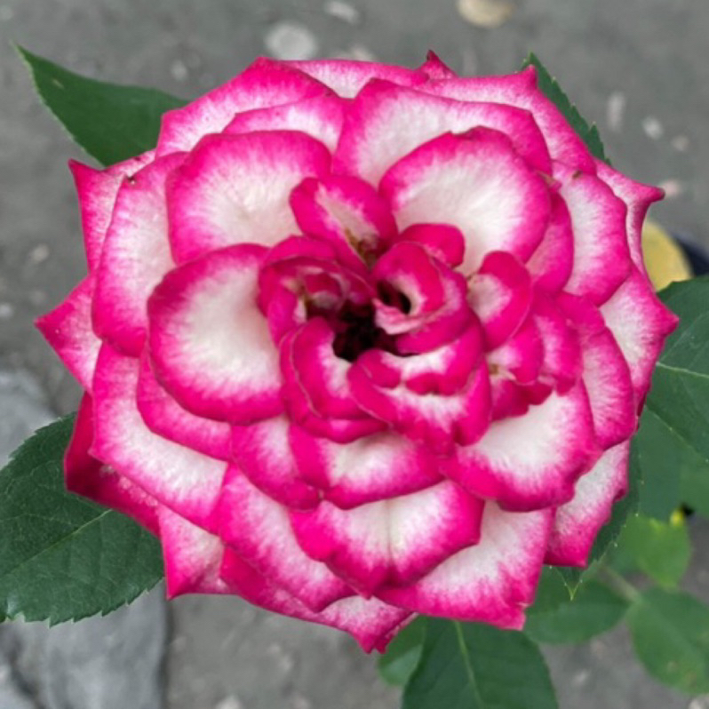 《籌碼》🈶貨🌹 玫瑰花盆栽苗 🌹 玫瑰苗 🌹 玫瑰花苗 🌹 玫瑰盆花 🌹玫瑰花🌹