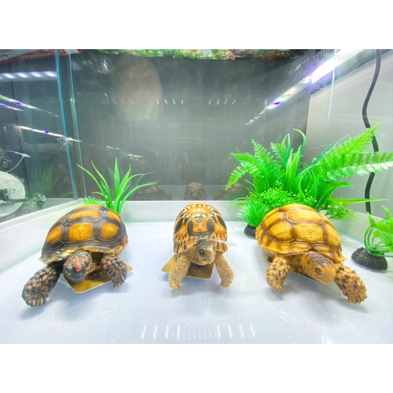 《傳奇水族》陸龜 龜 模型 蘇卡達 櫻桃紅腿象龜 星龜 陸龜 模型 玩具
