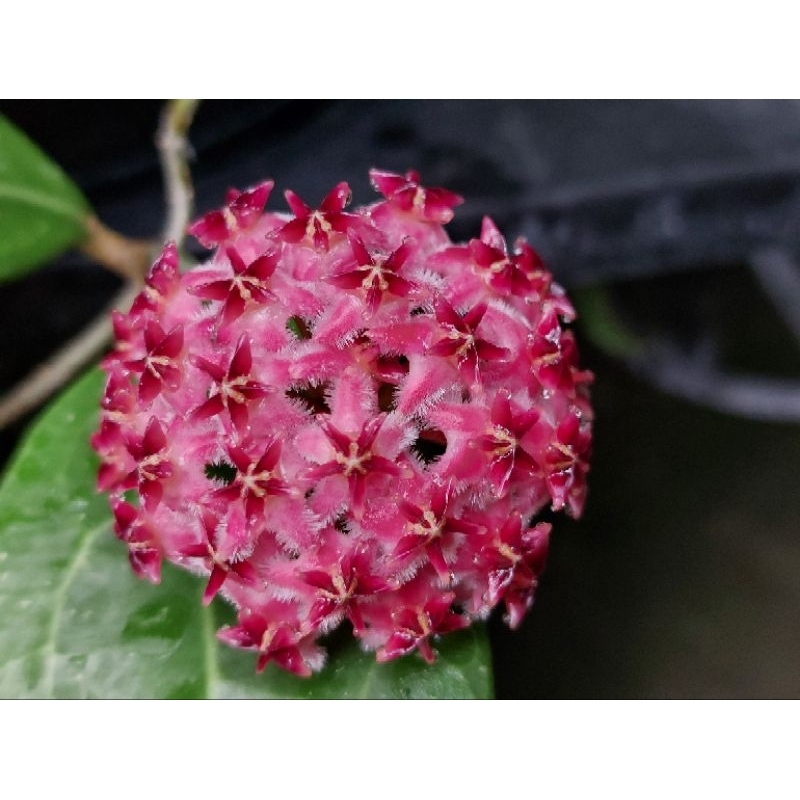 毬蘭 	Hoya erythrostemma
  1423
 愛麗絲