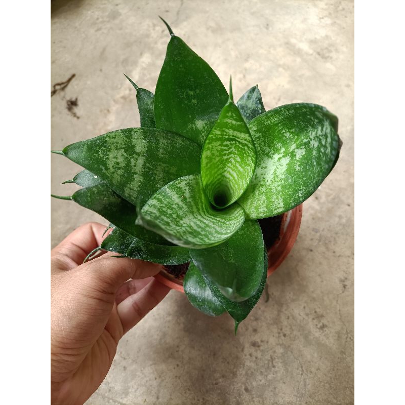 短葉虎斑虎尾蘭/觀葉植物/4吋盆