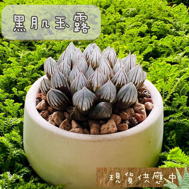 【黑肌玉露】 3吋盆 玉露/多肉植物/觀葉植物/空氣鳳梨