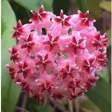 毬蘭 56-桃色愛麗絲毬蘭Hoya erythrostemma Choking Pink IML 1423