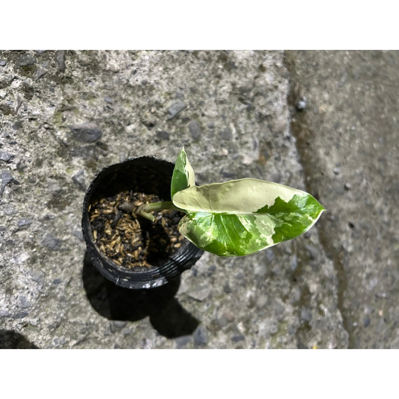 （觀葉植房）白斑姑婆芋3寸/觀葉植物