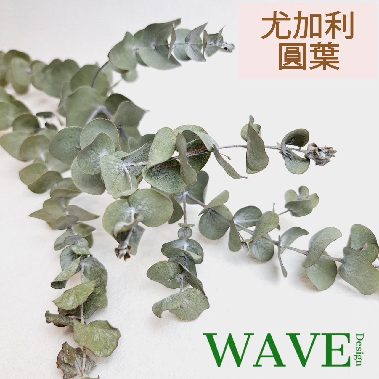 《WAVE Design 》小圓葉尤加利葉 乾燥尤加利葉 乾燥花材 天然乾燥花 植物果實 乾燥葉材 花藝材料 尤加利 葉