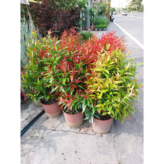 李家果苗 長紅木 8吋盆 圍籬植物 景觀樹 高度70-80公分 單價350元 宅配一箱最多寄2顆